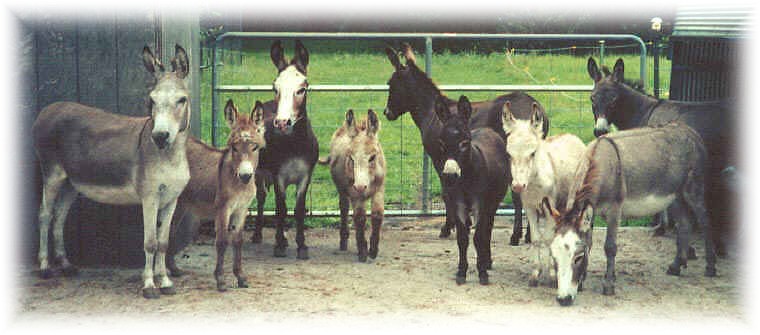 Miniature Donkeys from Sunny G Acres