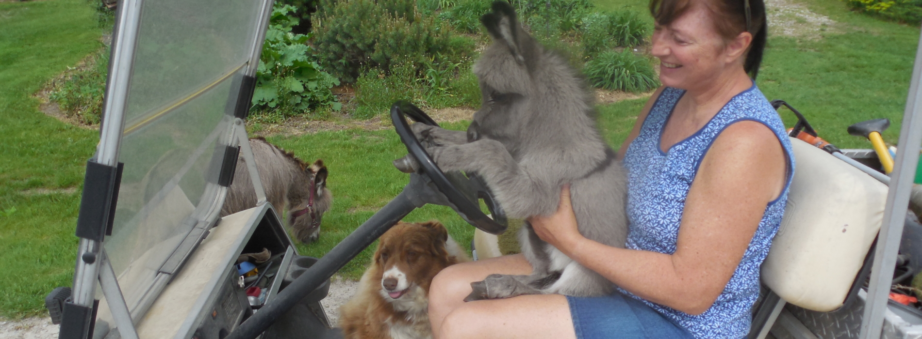 Snickers driving golf car 6386