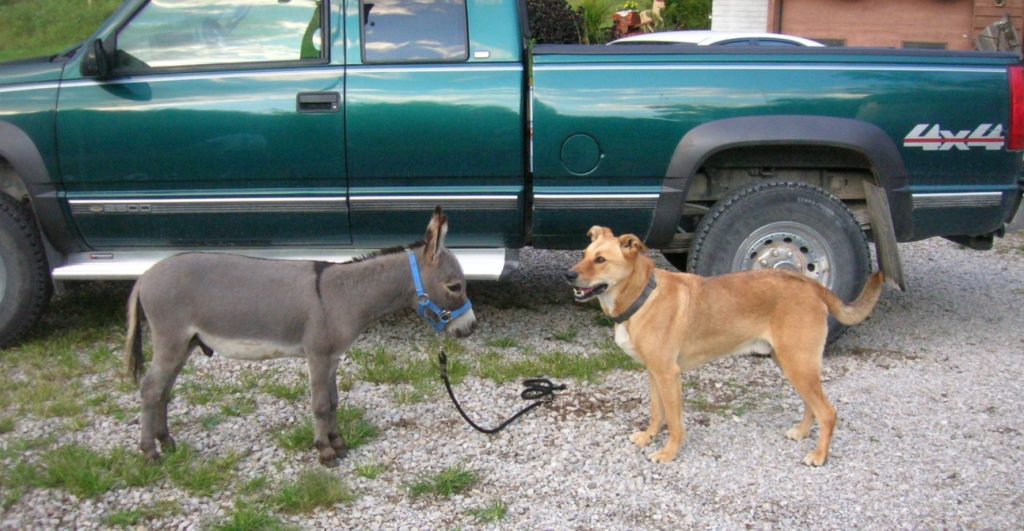 Sunny G's Starbuck Miniature Donkeys