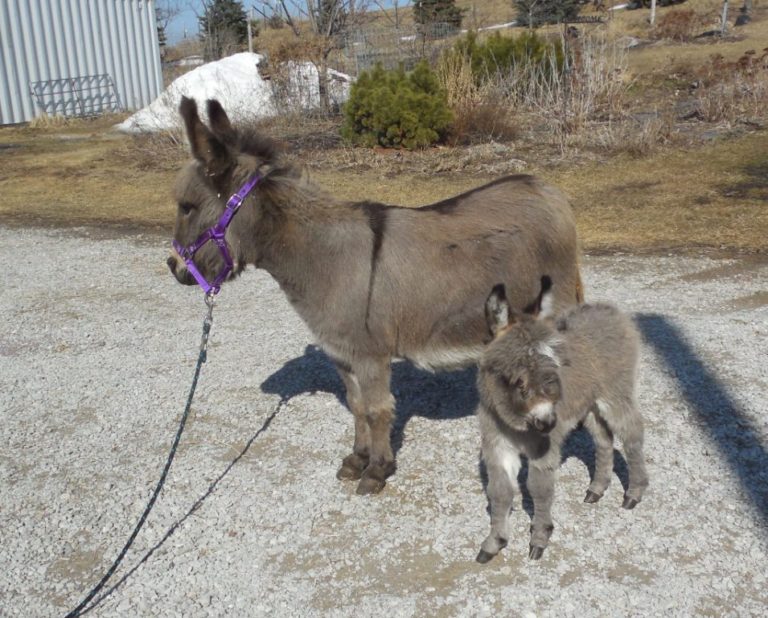 Mini Donkeys for Sale in Iowa Miniature Donkey Breeder Sunny G Acres