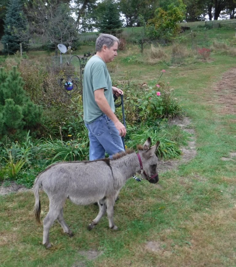 Uses For Miniature Donkeys Sunny G Acres