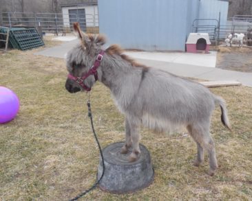 Sunny G’s PJ + a donkey friend SOLD to Nebraska