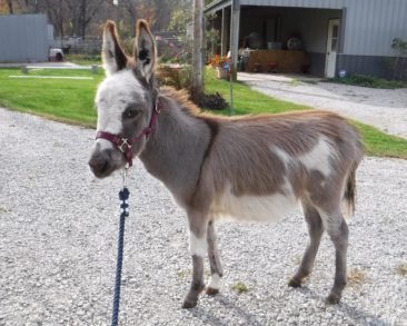 Sunny G’s Prancer – SOLD to Illinois