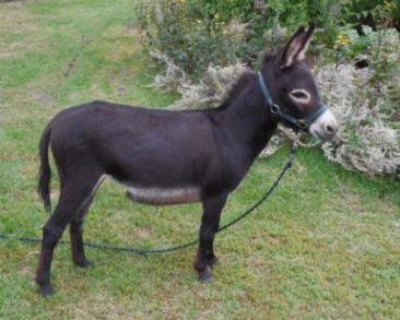 Sunny G’s Black Satin Girl +3 more donkeys SOLD to South Africa