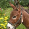 The Elm’s Red Satin Doll – 30 3/4″ +4 more donkeys SOLD to Nebraska