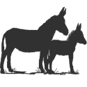 2019 Foals